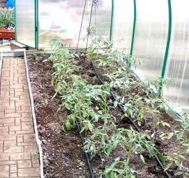 Автополив грядок - вариант 4