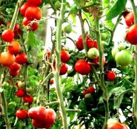 Балконное чудо помидоры рассада - модель 1