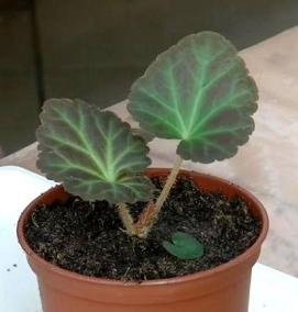 Бегония рассада - модель 1