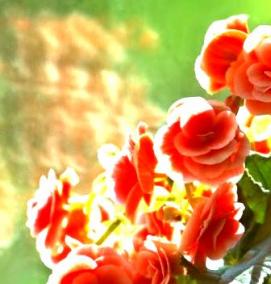 Бегония рассада - модель 4