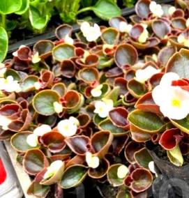 Бегония рассада - модель 3