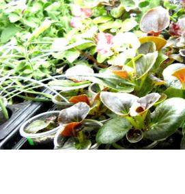 Бегония рассада - модель 2