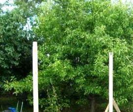 Беседки грибок для дачи - тип 3