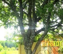 Беседки из бруса большие - тип 4