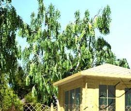 Беседки из мини бруса - тип 4