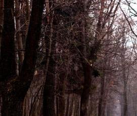 Бревно черного дерева - модель 4