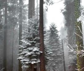 Бревно черного дерева - модель 3