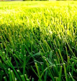 Быстрорастущий газон - модель 4