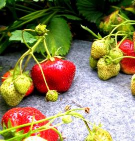 чамора туруси клубника рассада - тип 1