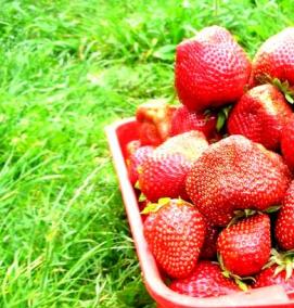 чамора туруси клубника рассада - тип 4