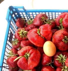 чамора туруси клубника рассада - тип 3