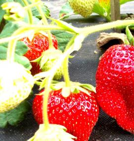 чамора туруси клубника рассада - тип 2