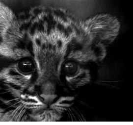 черно белые бумажные обои - тип 3