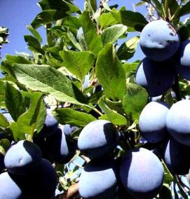 чернослив саженцы - тип 1