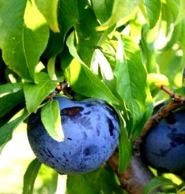 чернослив саженцы - тип 4