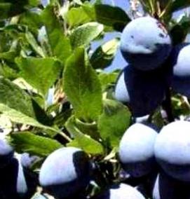 чернослив саженцы - тип 3