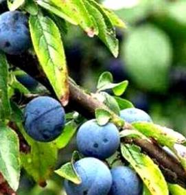 чернослив саженцы - тип 2