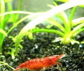 черный кварцевый песок - вариант 4