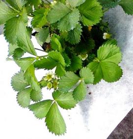 черный материал для грядок - модель 2