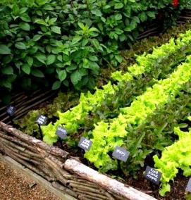 цветные грядки - вариант 4