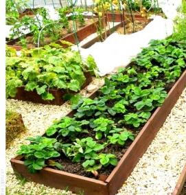 цветные грядки - вариант 2