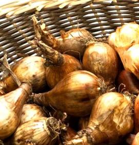 цветы саженцы луковицы - вариант 1