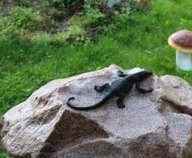 Декоративный камень на - тип 1