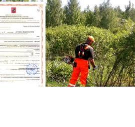 Дендроплан для порубочного билета - тип 1