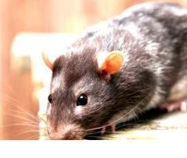Дератизация крыс и мышей - тип 1
