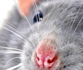 Дератизация крыс и мышей - тип 4