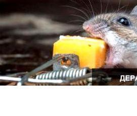 Дератизация крыс и мышей - тип 3