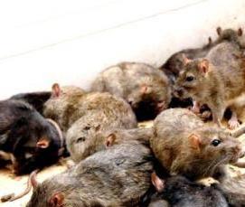 Дератизация насекомых - тип 3