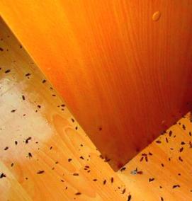 Дератизация тараканов - модель 4