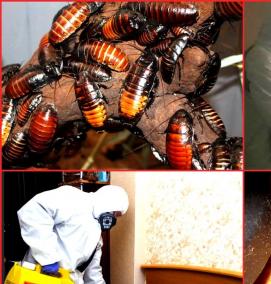 Дератизация тараканов - модель 2