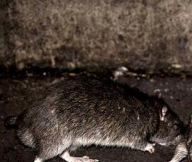 Дератизация в частном доме - вариант 1