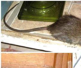 Дератизация в частном доме - вариант 4