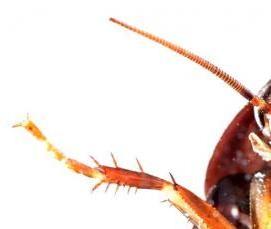 Дератизация в доу - модель 4