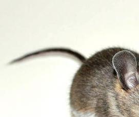 Дератизация в доу - модель 2