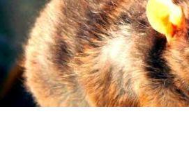 Дератизация юридических лиц - вариант 3