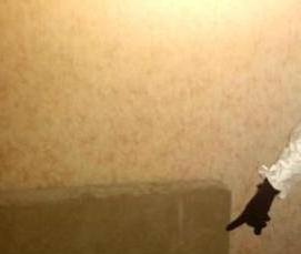 Дезинфекция дивана от клопов - тип 4