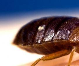 Дезинфекция дома от клопов - модель 1