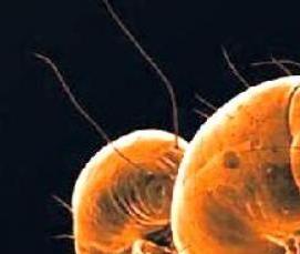 Дезинфекция квартиры от клещей - модель 1