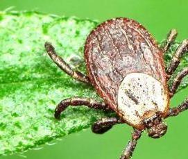 Дезинфекция от клещей - вариант 1