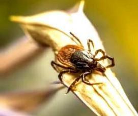 Дезинфекция от клещей - вариант 4