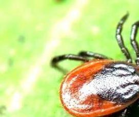 Дезинфекция от клещей - вариант 2