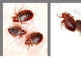 Дезинфекция от клопов в квартире - модель 1