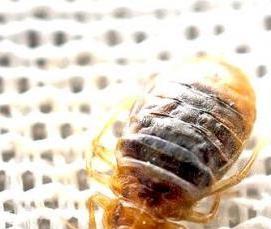 Дезинфекция от клопов в квартире - модель 2