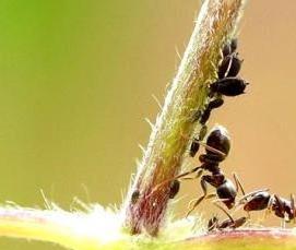 Дезинфекция от муравьев в квартире - модель 1