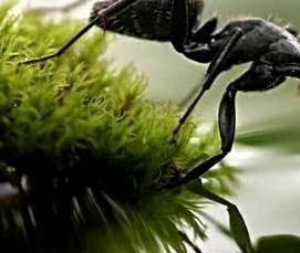 Дезинфекция от муравьев в квартире - модель 2