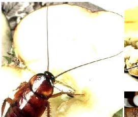 Дезинфекция от тараканов в квартире - вариант 1